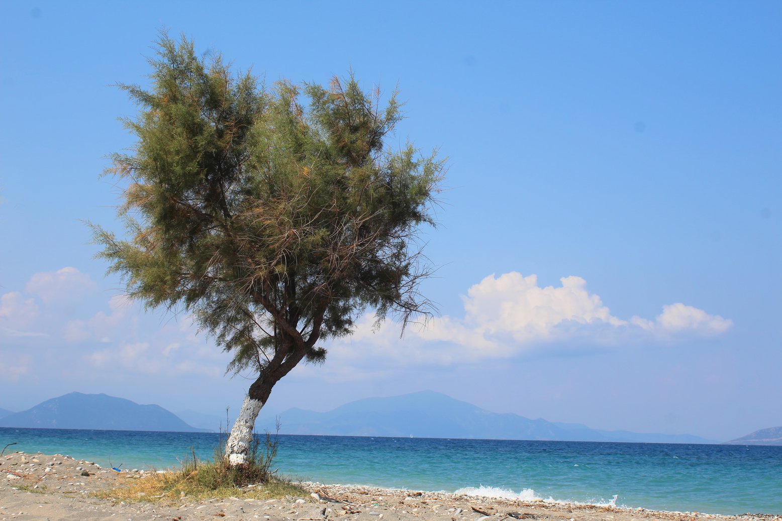 Tamarisk tree