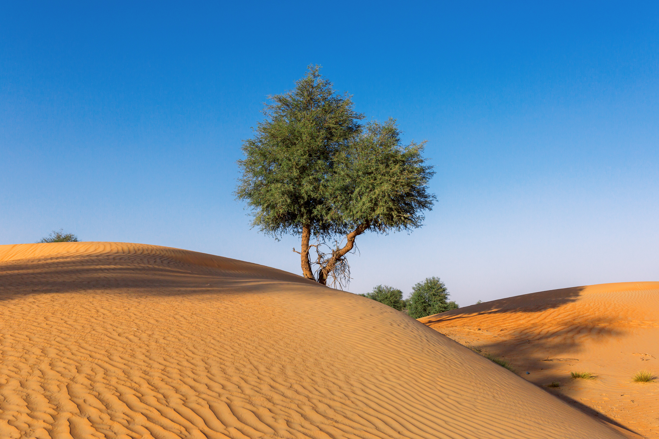 Desert Tree